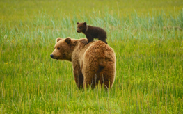 Brown Bear, Brown Bear, What Do You See?<br>Bill Martin Eric Carle